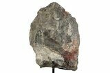 Fossil Sauropod Limb Section with Metal Stand - Colorado #339941-3